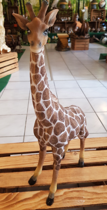 Giraffe, stehend